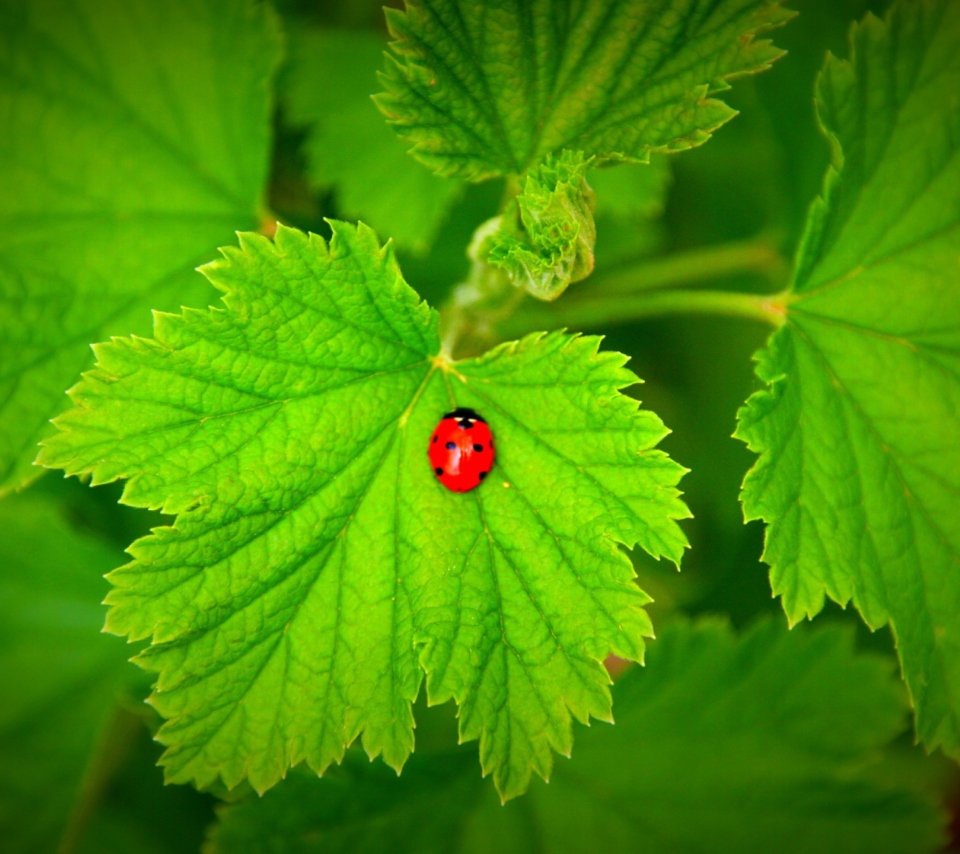 Sfondi Red Ladybug On Green Leaf 960x854