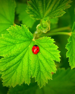 Kostenloses Red Ladybug On Green Leaf Wallpaper für Nokia Asha 306