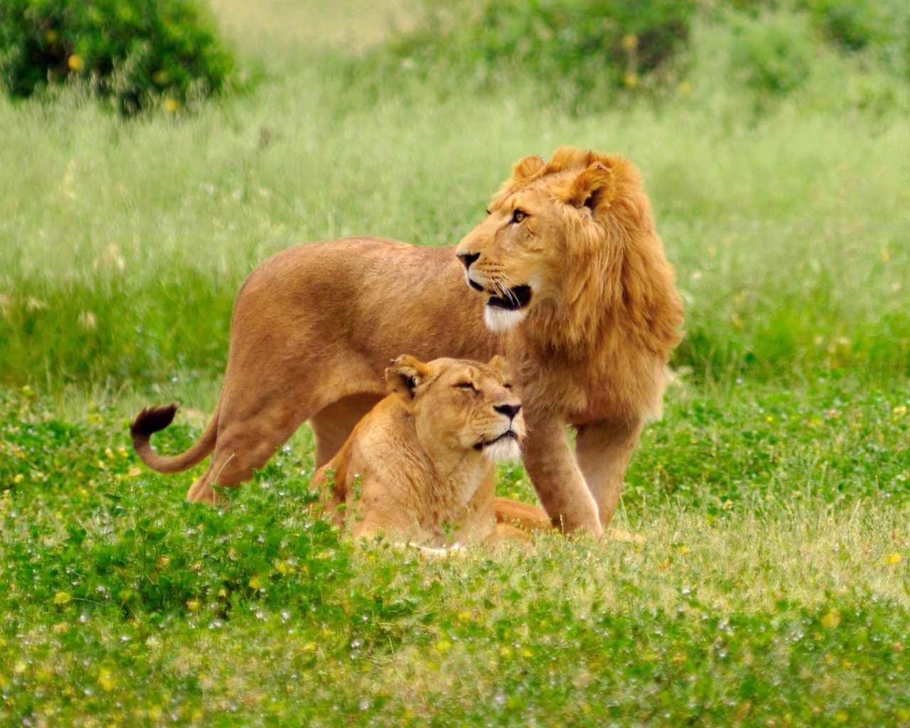 Fondo de pantalla Lion And Lioness 1280x1024