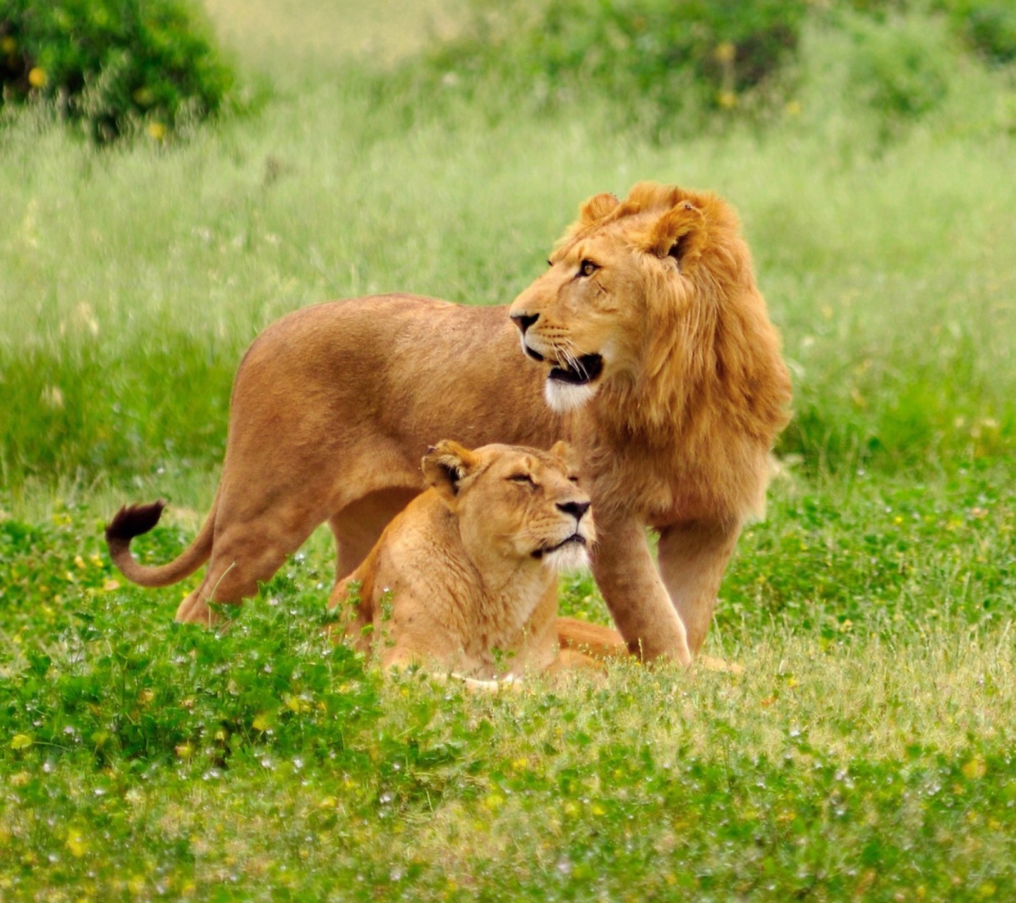Обои Lion And Lioness 1440x1280