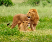 Lion And Lioness wallpaper 176x144