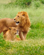 Обои Lion And Lioness 176x220
