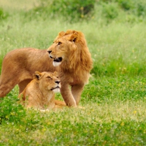 Fondo de pantalla Lion And Lioness 208x208