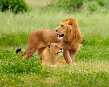Fondo de pantalla Lion And Lioness 220x176