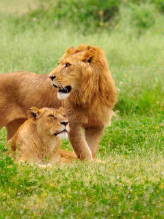 Fondo de pantalla Lion And Lioness 240x320