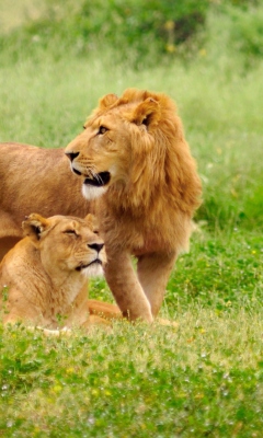 Fondo de pantalla Lion And Lioness 240x400