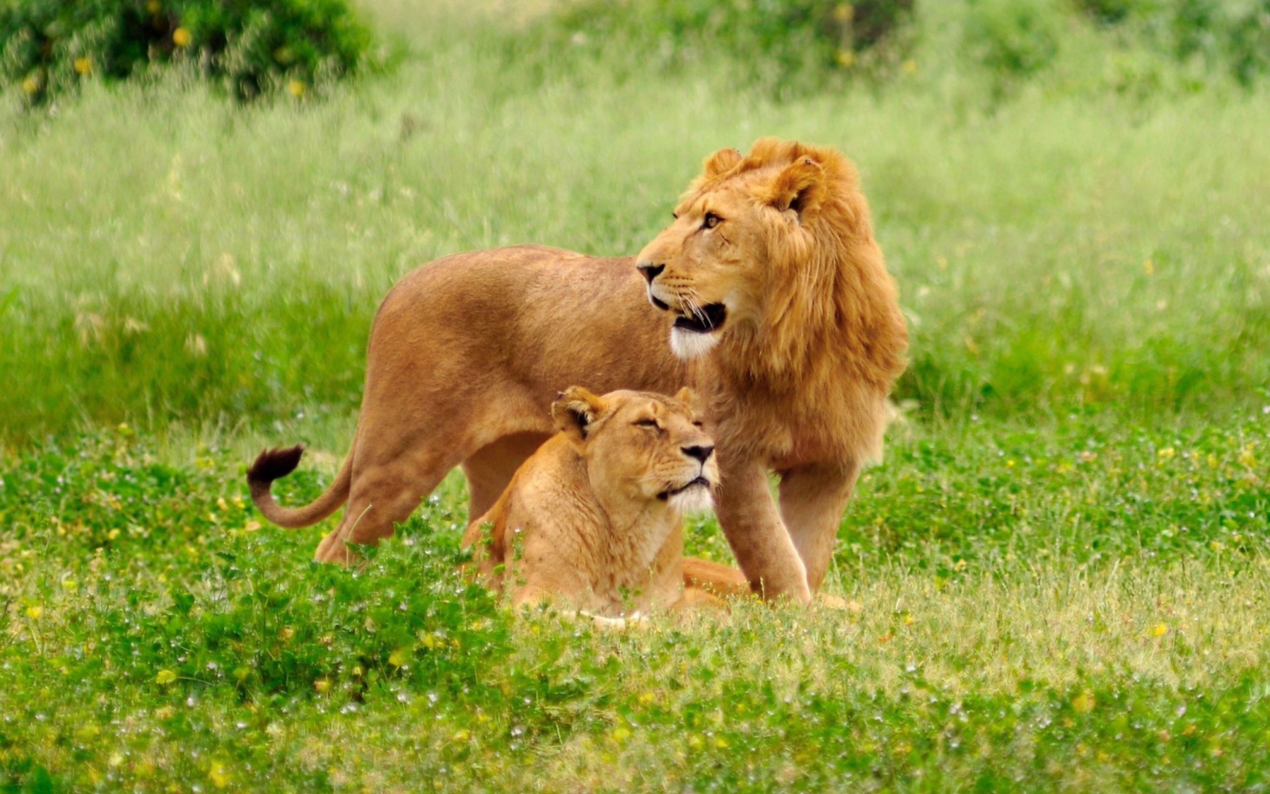 Das Lion And Lioness Wallpaper 2560x1600