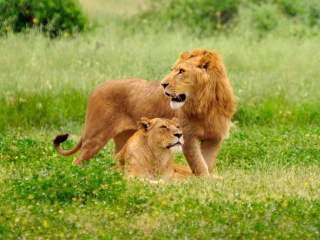 Обои Lion And Lioness 320x240