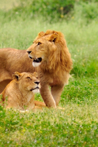 Lion And Lioness wallpaper 320x480