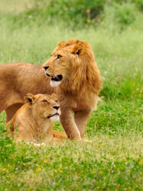Sfondi Lion And Lioness 480x640