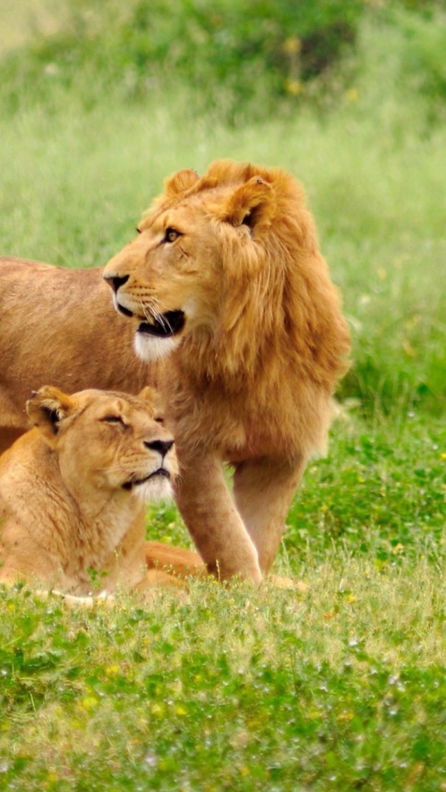 Predator Lions 4K HD Animals Wallpapers | HD Wallpapers | ID #52811