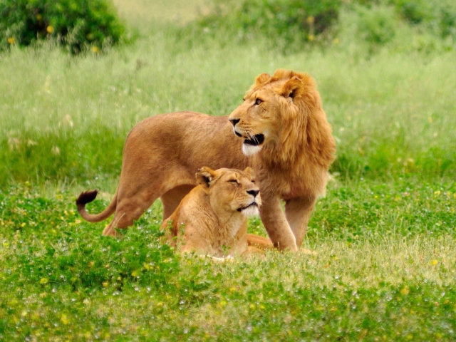 Обои Lion And Lioness 640x480