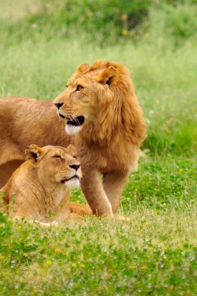 Fondo de pantalla Lion And Lioness 640x960
