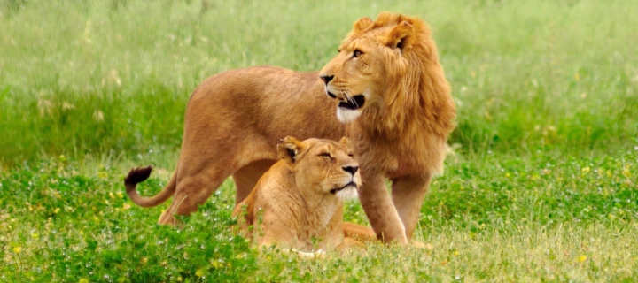 Sfondi Lion And Lioness 720x320