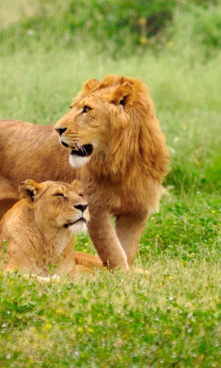 Обои Lion And Lioness 768x1280