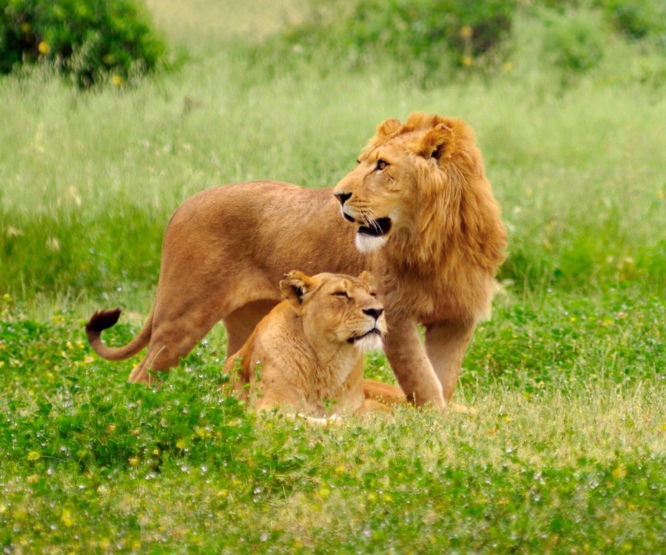 Lion And Lioness wallpaper 960x800
