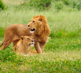 Free Lion And Lioness Picture for 128x128