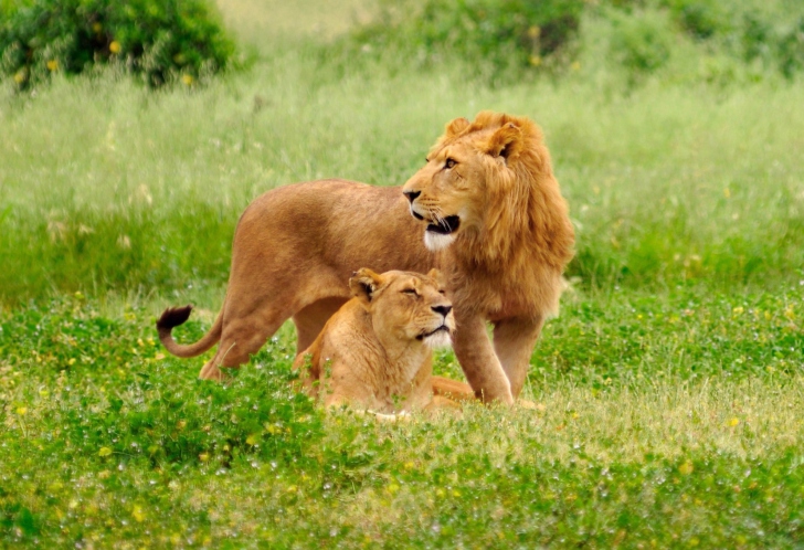 Fondo de pantalla Lion And Lioness