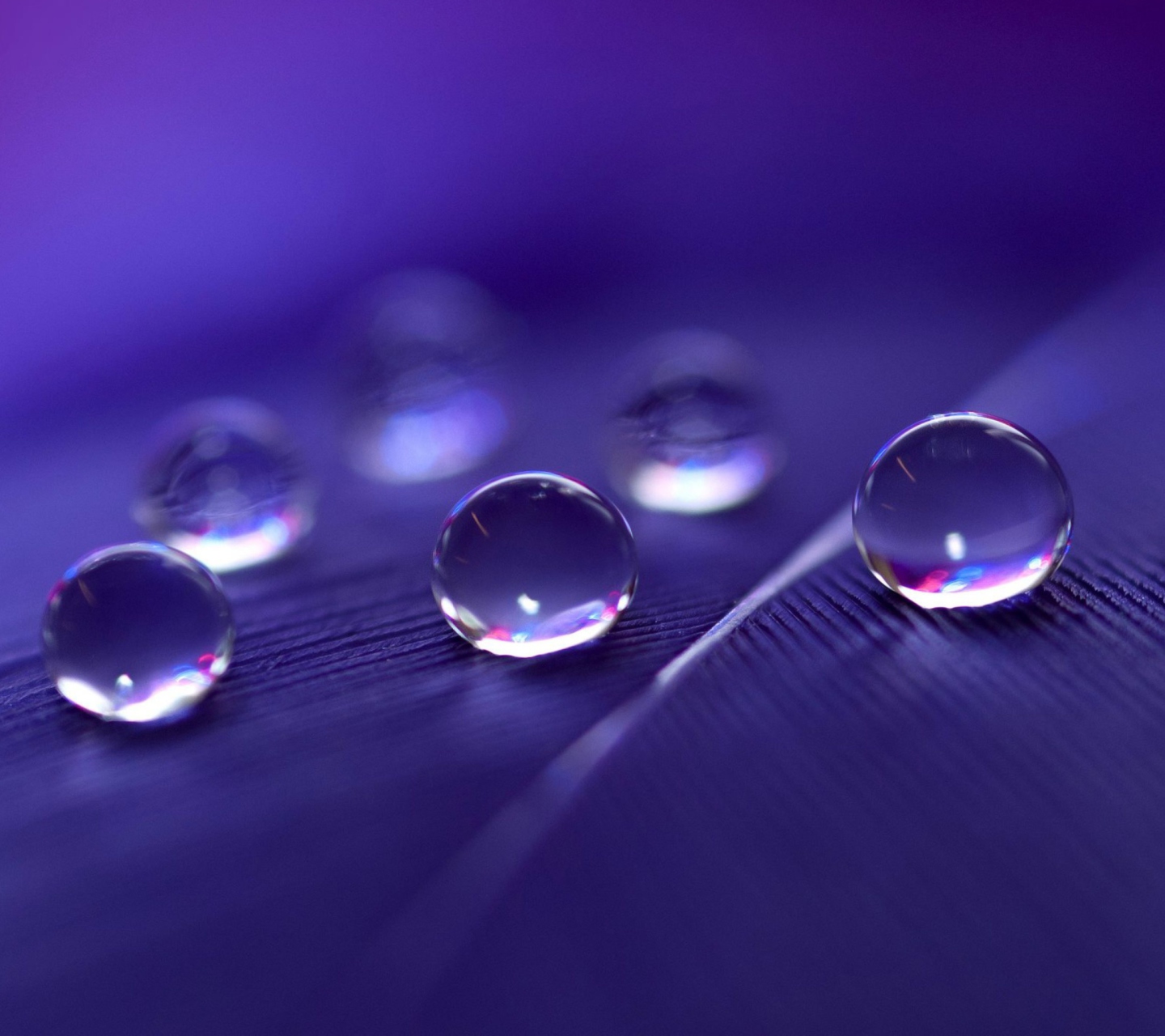 Sfondi Water Droplets 1440x1280