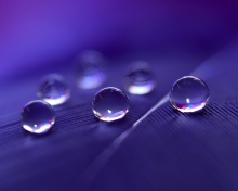 Fondo de pantalla Water Droplets 220x176