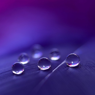 Water Droplets - Obrázkek zdarma pro 208x208