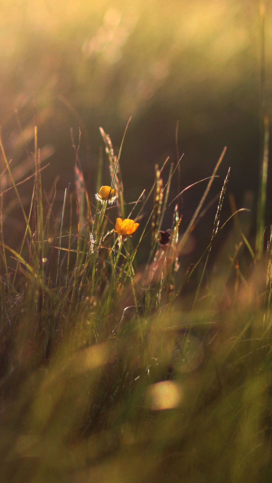 Fondo de pantalla Two Yellow Flowers In Green Field 1080x1920