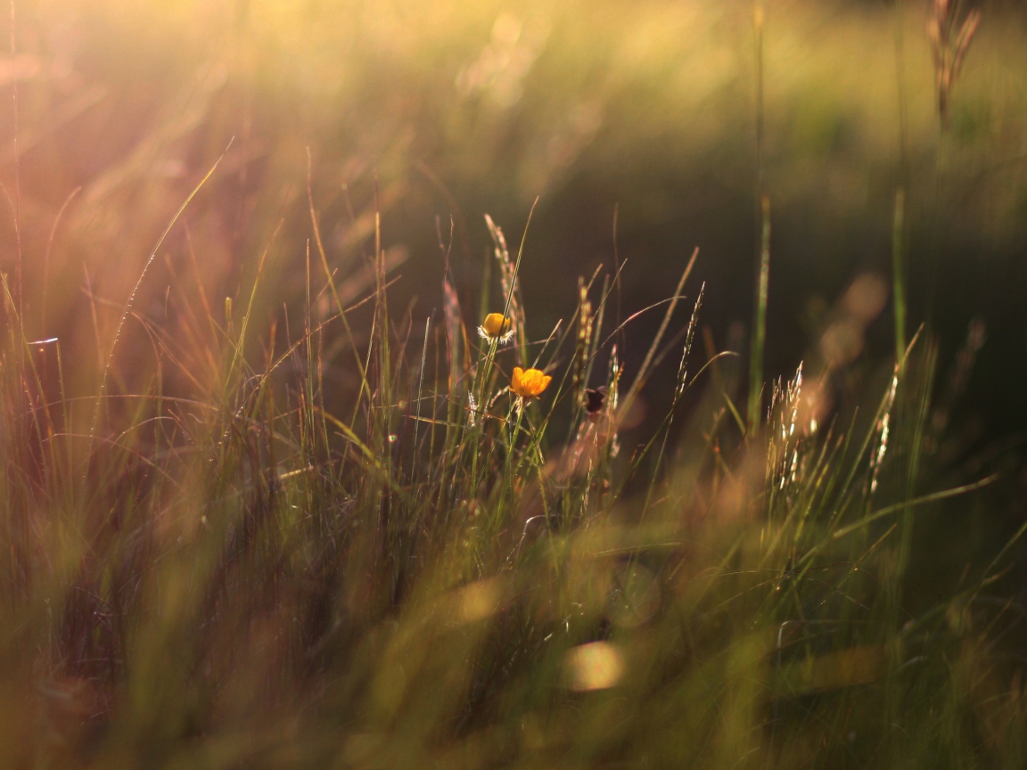 Fondo de pantalla Two Yellow Flowers In Green Field 1152x864