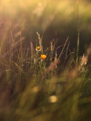 Two Yellow Flowers In Green Field screenshot #1 132x176