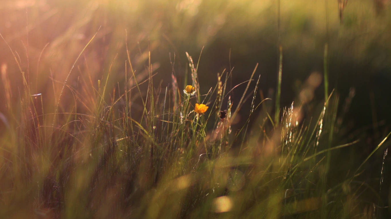 Das Two Yellow Flowers In Green Field Wallpaper 1366x768