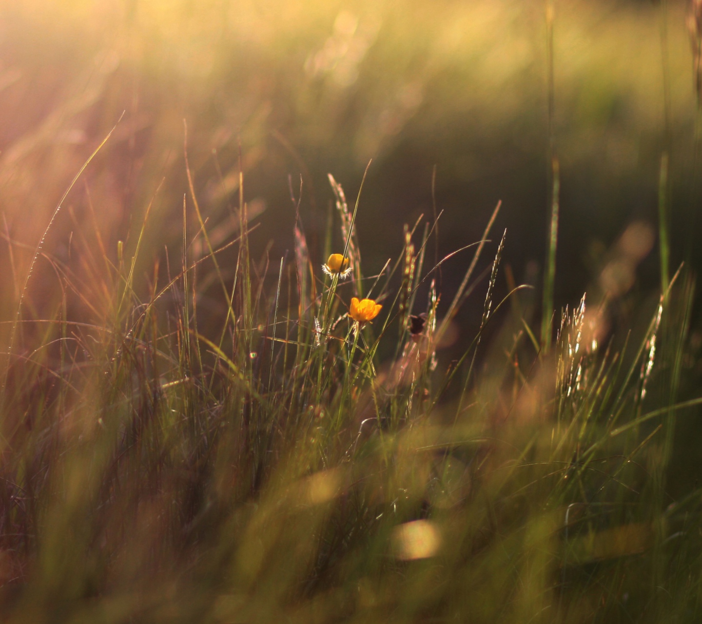 Fondo de pantalla Two Yellow Flowers In Green Field 1440x1280