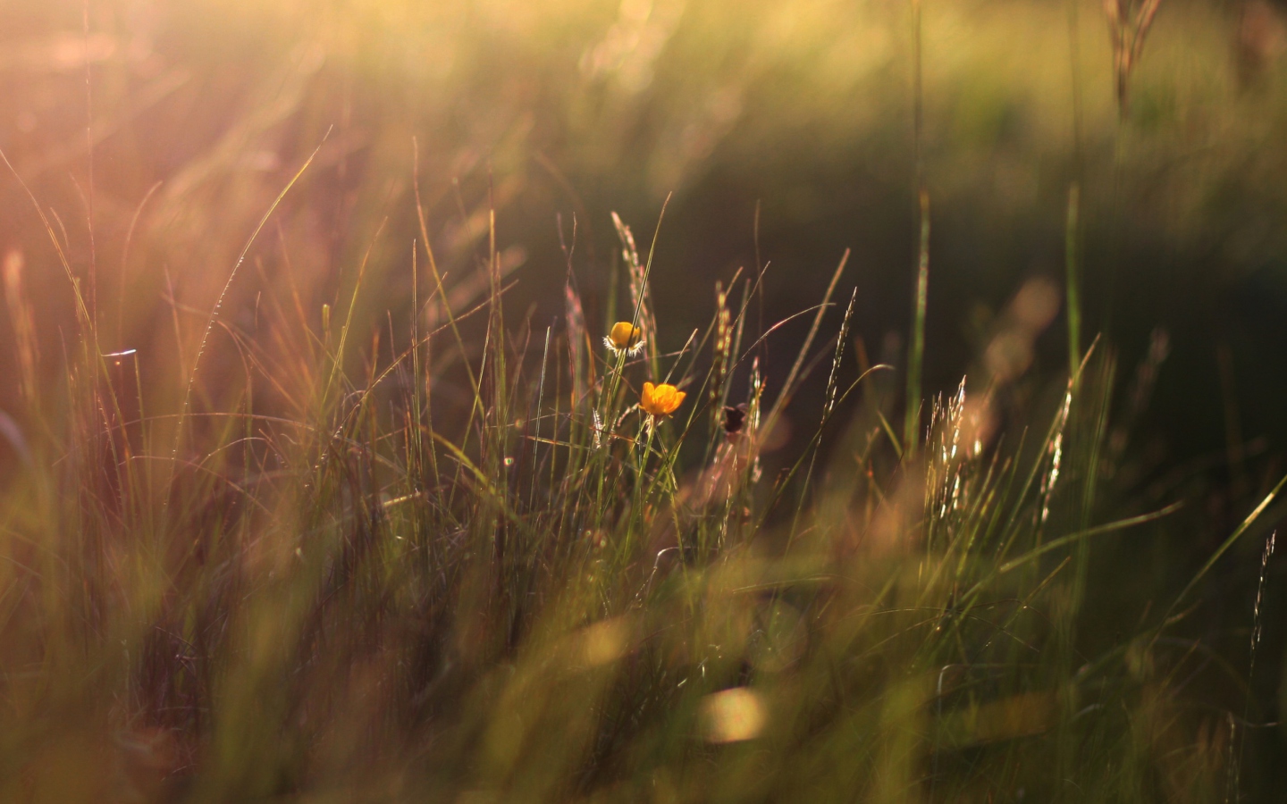 Two Yellow Flowers In Green Field screenshot #1 1440x900