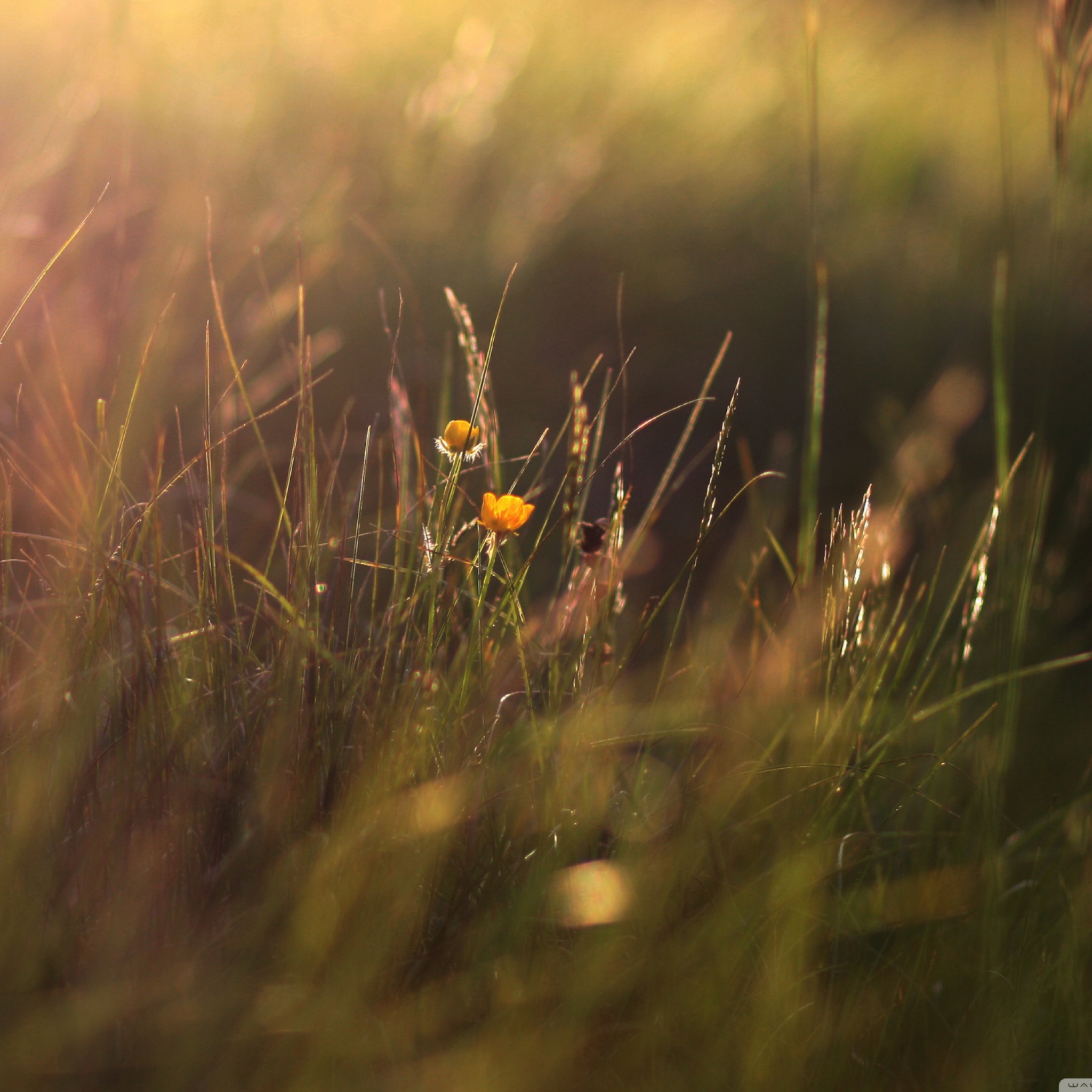 Fondo de pantalla Two Yellow Flowers In Green Field 2048x2048