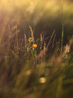 Two Yellow Flowers In Green Field screenshot #1 240x320