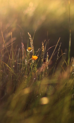 Screenshot №1 pro téma Two Yellow Flowers In Green Field 240x400