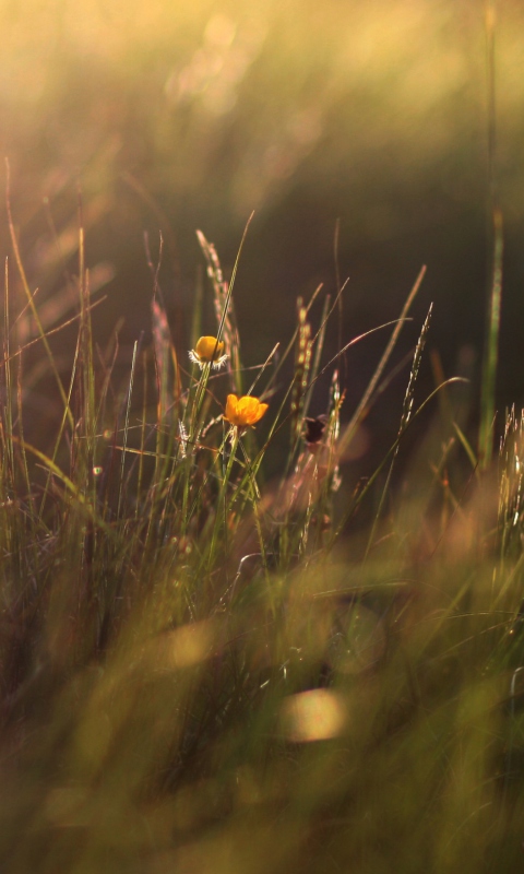 Fondo de pantalla Two Yellow Flowers In Green Field 480x800