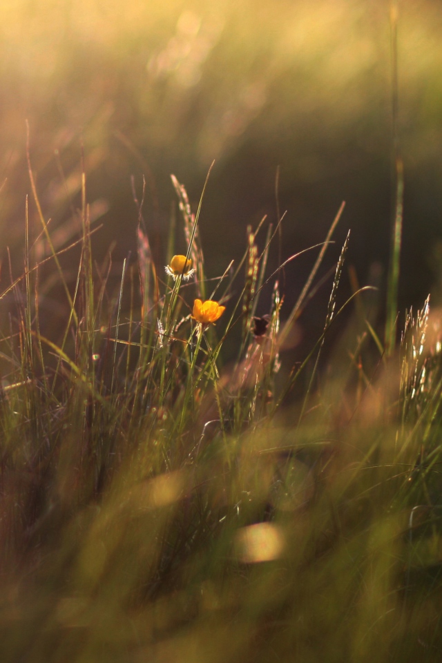 Two Yellow Flowers In Green Field screenshot #1 640x960