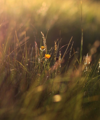 Free Two Yellow Flowers In Green Field Picture for 240x320