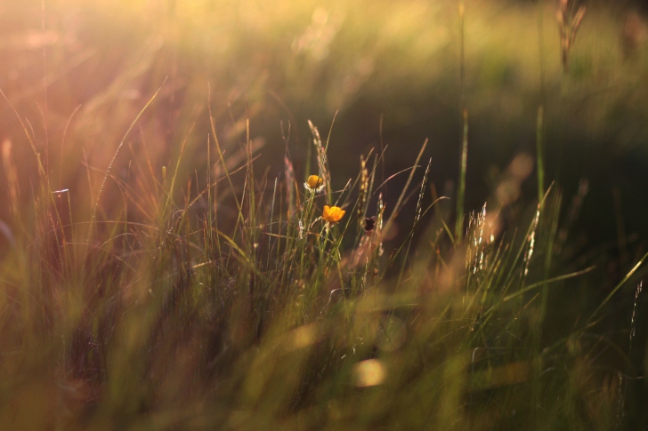 Sfondi Two Yellow Flowers In Green Field