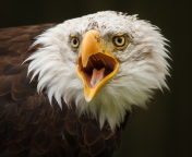 Das Eagle Wallpaper 176x144