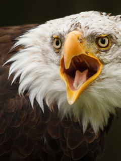 Eagle wallpaper 240x320