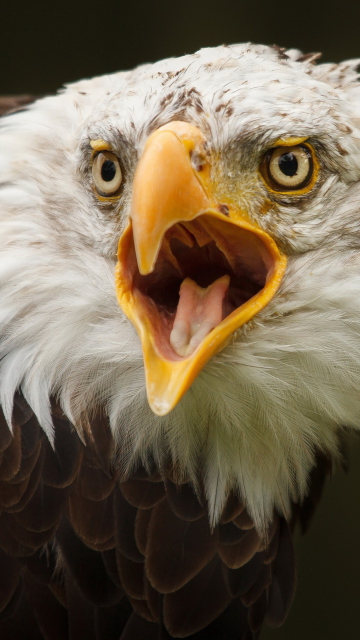 Eagle wallpaper 360x640