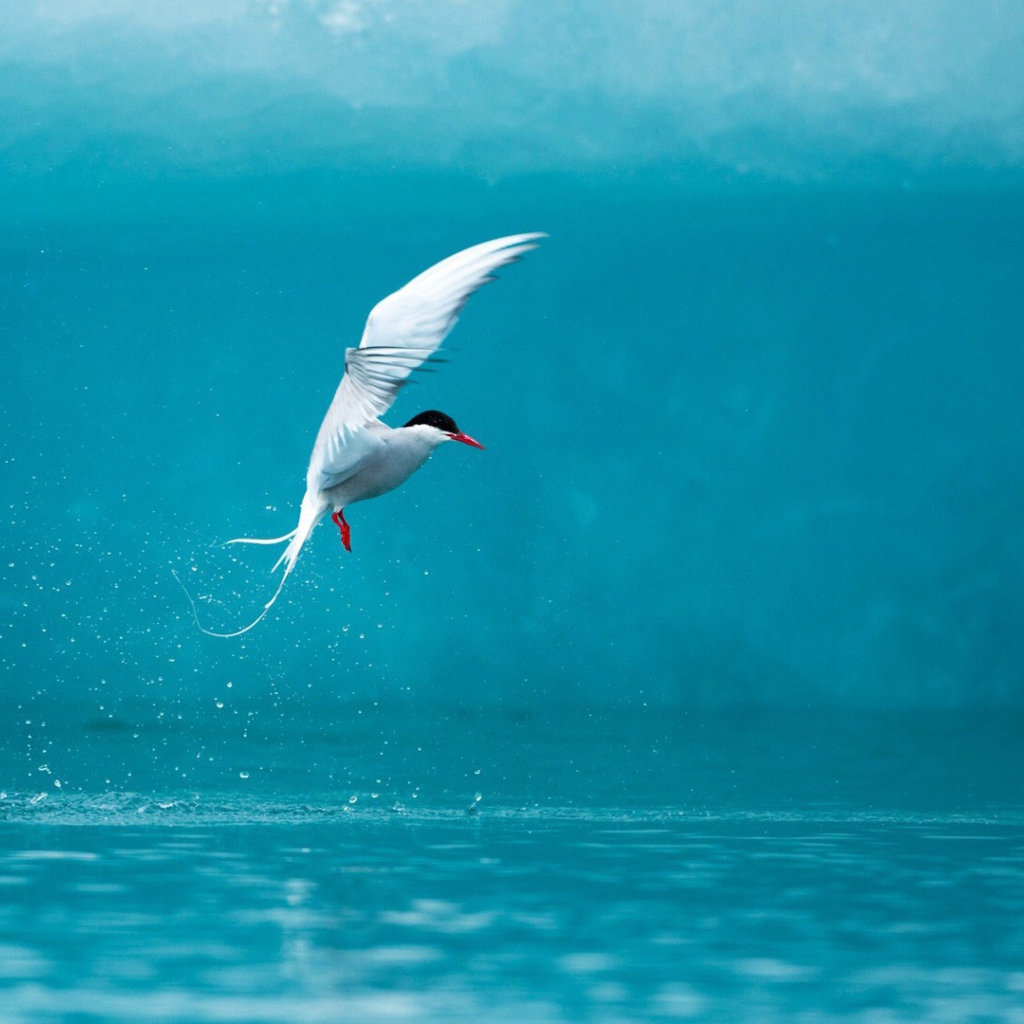 Das Arctic Tern Wallpaper 1024x1024