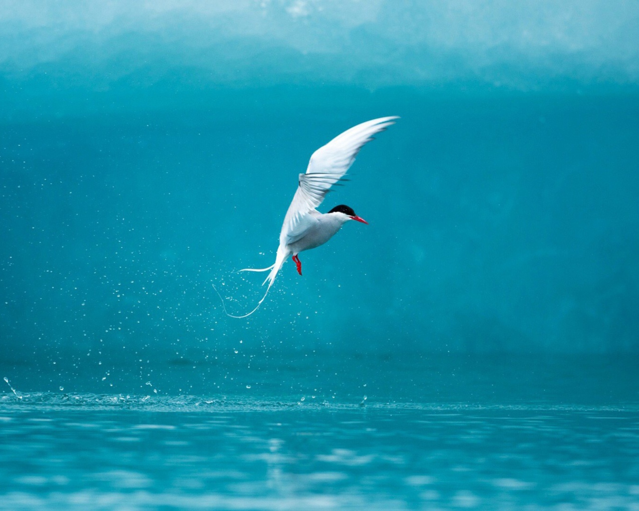 Das Arctic Tern Wallpaper 1280x1024