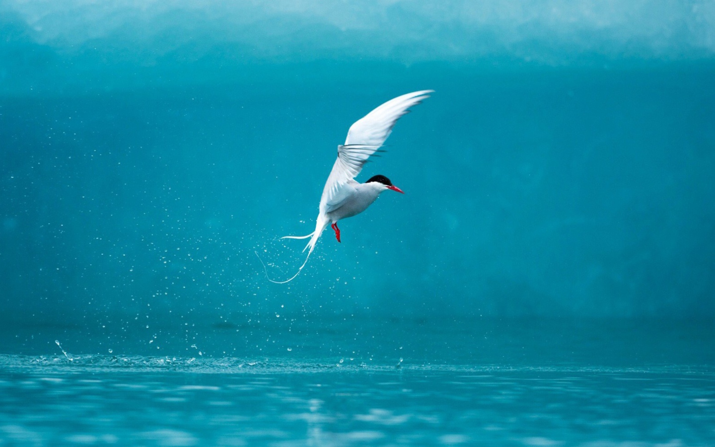 Screenshot №1 pro téma Arctic Tern 1440x900