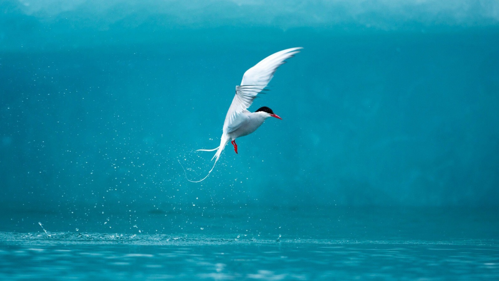 Arctic Tern screenshot #1 1600x900
