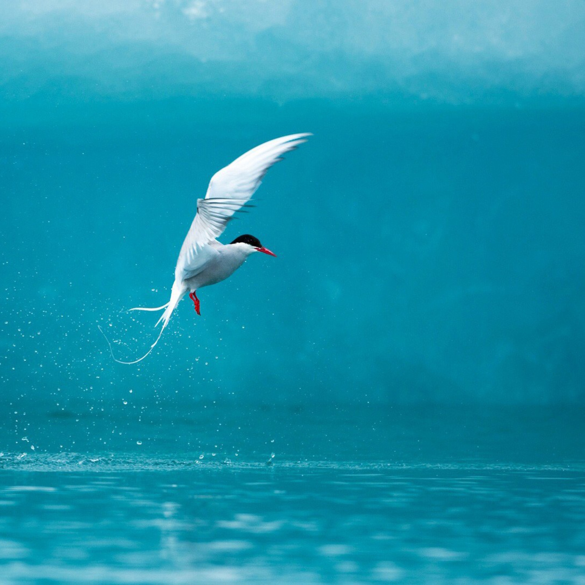 Fondo de pantalla Arctic Tern 2048x2048