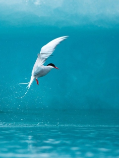 Das Arctic Tern Wallpaper 240x320