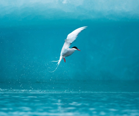 Sfondi Arctic Tern 480x400