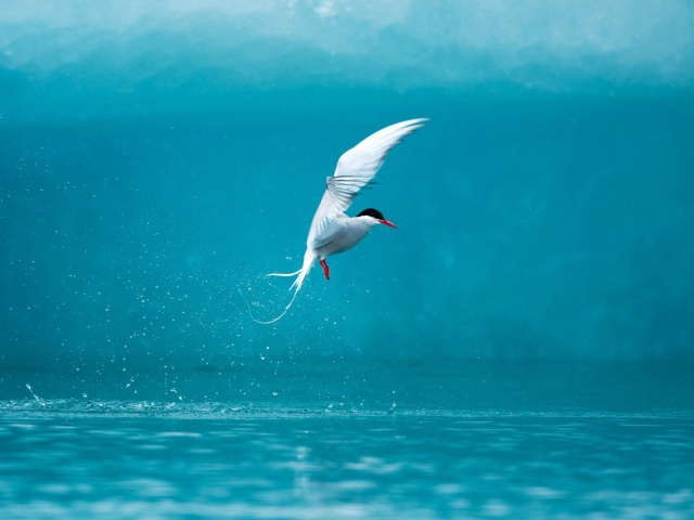 Das Arctic Tern Wallpaper 640x480