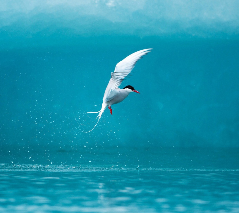 Das Arctic Tern Wallpaper 960x854